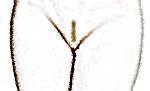 http://www.bikiniwax.jp/my_first_blog/landing%20strip.jpg